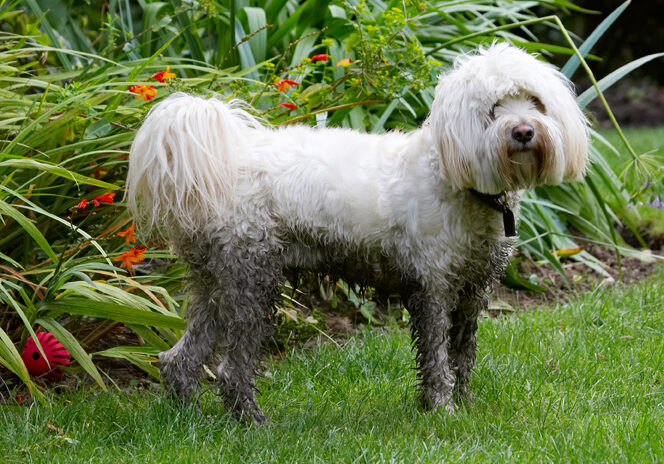 Dog, Dogs, Play, Playing, Playtime, Rupert, Stand, Standing, Terrier, Terriers, Tibetan