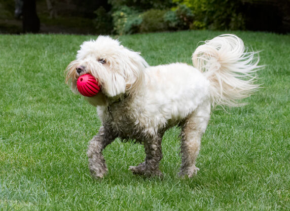Ball, Dog, Dogs, Play, Playing, Playtime, Rnning, Run, Rupert, Terrier, Terriers, Tibetan