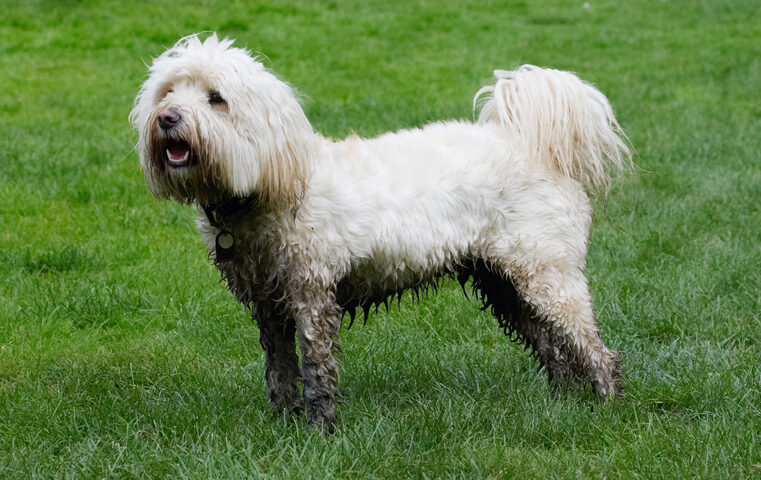 Dog, Dogs, Play, Playing, Playtime, Rupert, Stand, Standing, Terrier, Terriers, Tibetan
