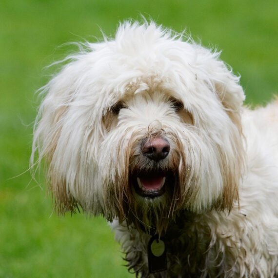 Dog, Dogs, Head, Play, Playing, Playtime, Portrait, Pose, Posing, Rupert, Terrier, Terriers, Tibetan