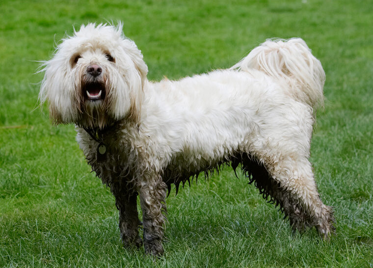 Dog, Dogs, Play, Playing, Playtime, Rupert, Stand, Standing, Terrier, Terriers, Tibetan