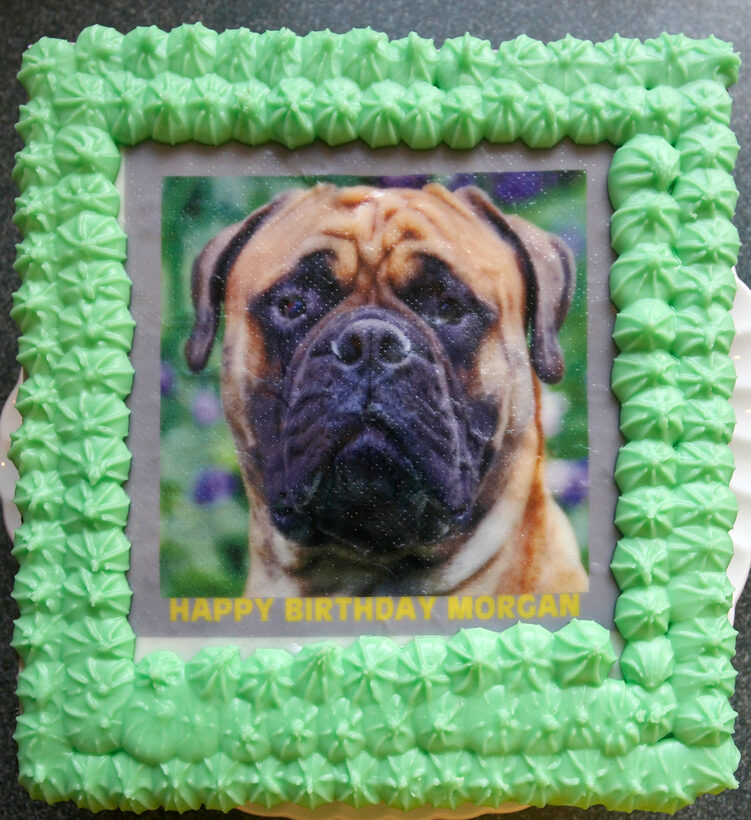 Animal, Animals, Birthday, Birthday cake, Bull Mastiff, Cake, Canine, Canines, Dog, Dogs, Land Mammal, Land Mammals, Mammal, Mammals, Morgan, Terrestrial Mammal, Terrestrial Mammals