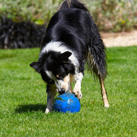 Action, Ball, Border Collie, Collies, Dog, Dogs, Stinky