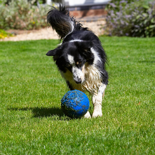 Action, Ball, Border Collie, Collies, Dog, Dogs, Stinky