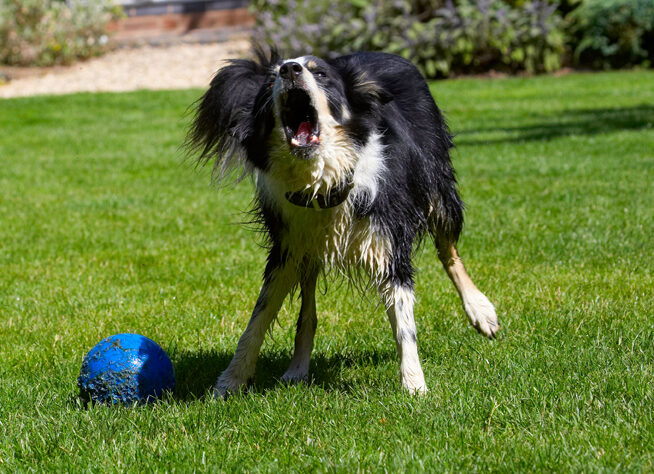 Action, Ball, Border Collie, Collies, Dog, Dogs, Stinky
