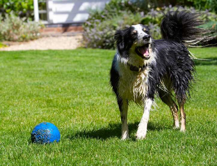 Border Collie, Collies, Dog, Dogs, Stinky