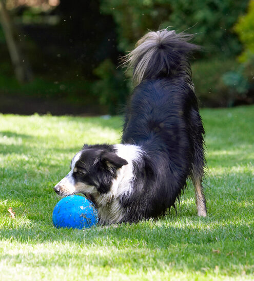 Border Collie, Collies, Dog, Dogs, Stinky