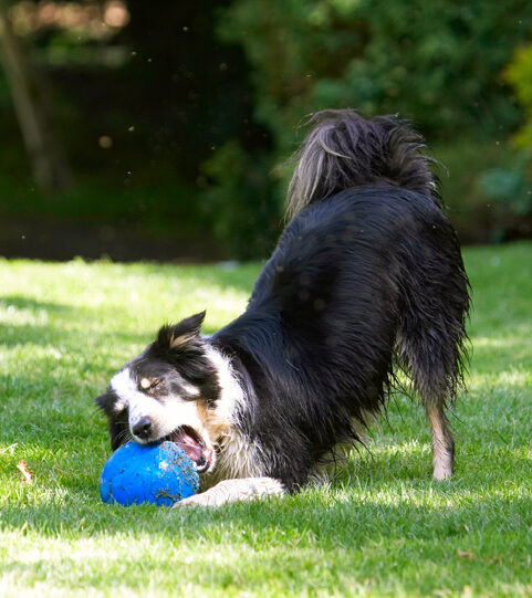 Border Collie, Collies, Dog, Dogs, Stinky