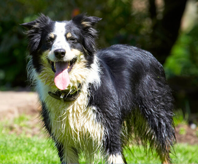 Border Collie, Collies, Dog, Dogs, Stinky, Tongue