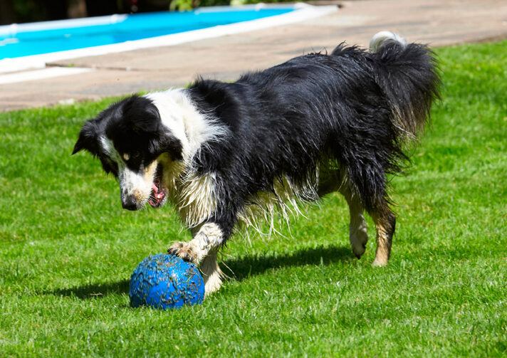 Action, Ball, Border Collie, Collies, Dog, Dogs, Stinky