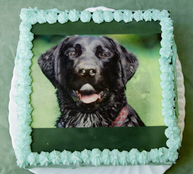 Birthday, Cake, Dog, Dogs, Ellie, Labrador