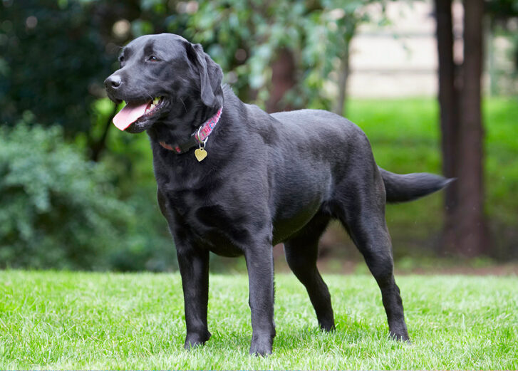 Dog, Dogs, Ellie, Labrador, Tongue