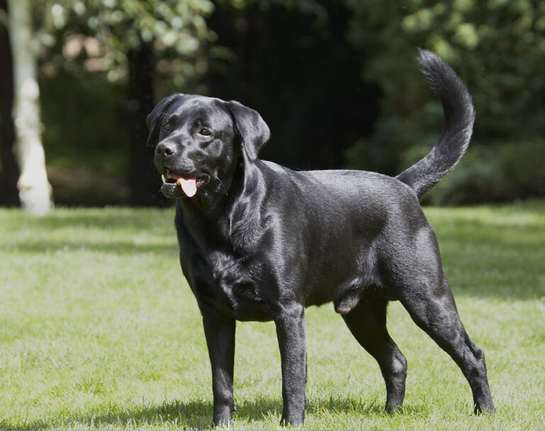 Dog, Dogs, Labrador, Slipper, Tongue