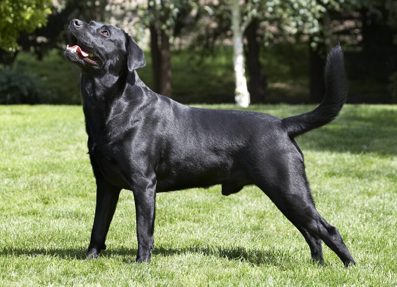 Dog, Dogs, Labrador, Slipper