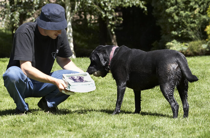 Birthday, Cake, Dog, Dogs, Ellie, Grzegorz, Labrador