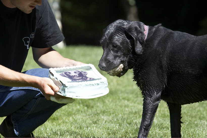 Birthday, Cake, Dog, Dogs, Ellie, Grzegorz, Labrador