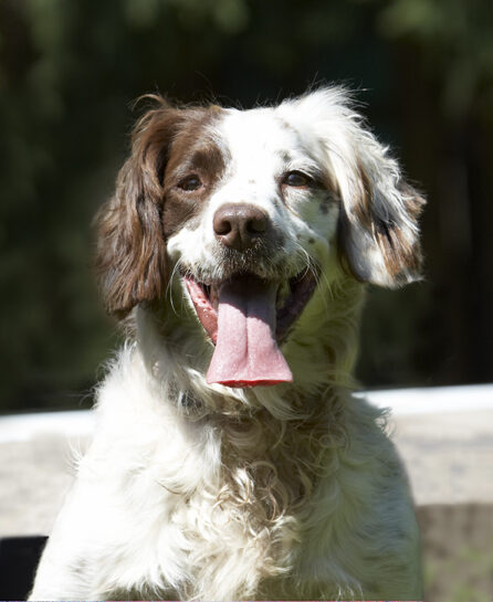 Dog, Dogs, Lucy, Spaniels, Springer Spaniel, Tongue