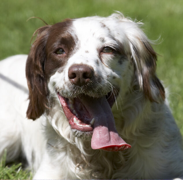Dog, Dogs, Lucy, Spaniels, Springer Spaniel, Tongue