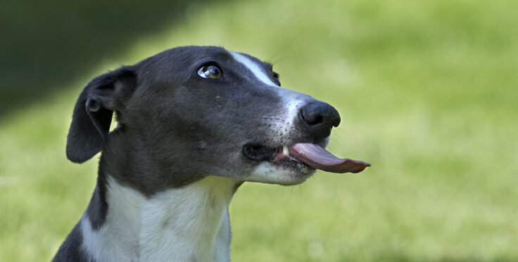 Dog, Dogs, Greyhound, Molly, Tongue