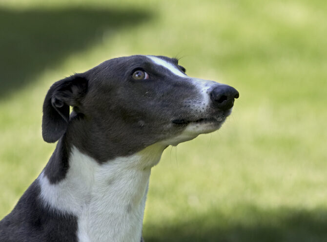Dog, Dogs, Greyhound, Molly