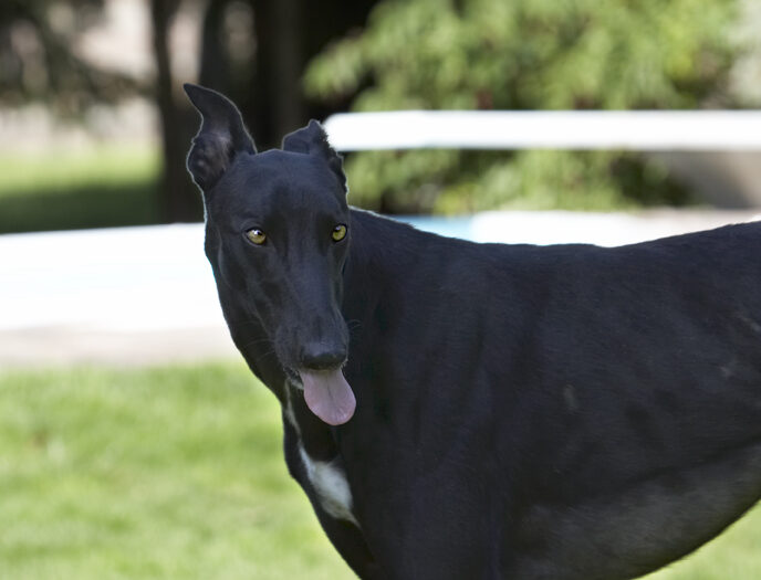 Buddy, Dog, Dogs, Greyhound, Tongue
