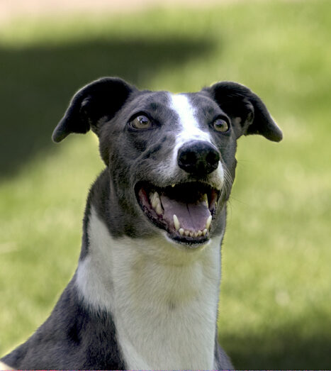 Dog, Dogs, Greyhound, Molly