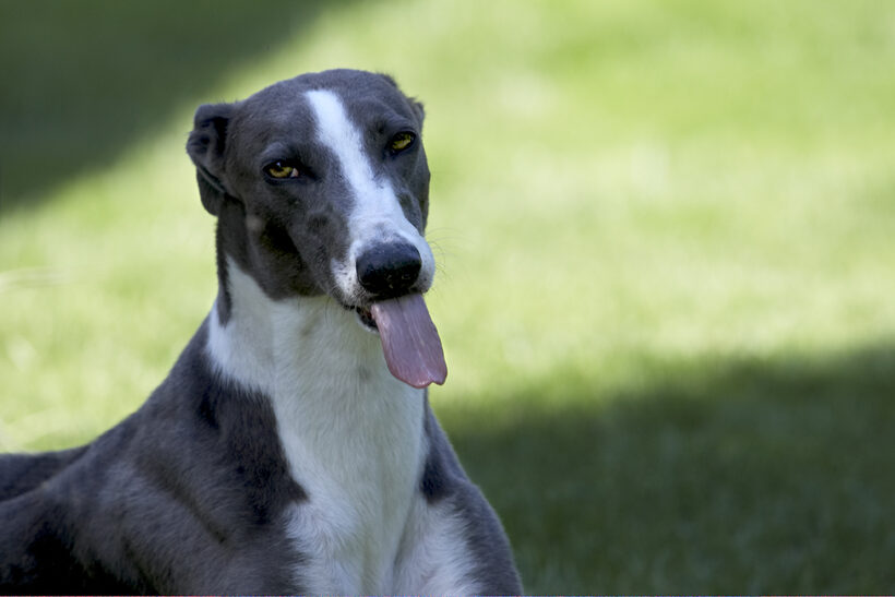 Dog, Dogs, Greyhound, Molly, Tongue