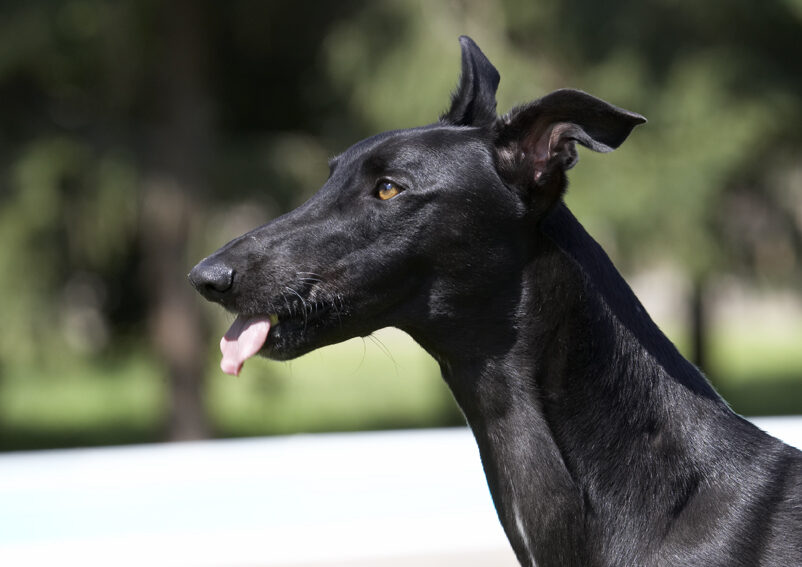 Buddy, Dog, Dogs, Greyhound, Tongue