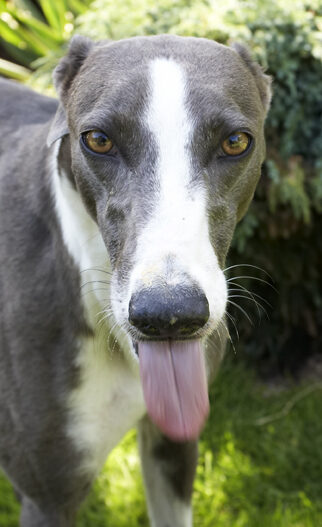 Dog, Dogs, Greyhound, Molly, Tongue