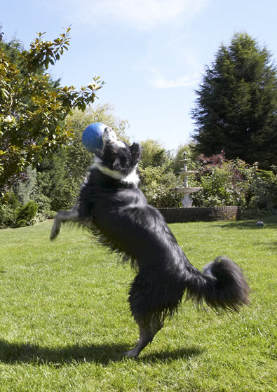 Ball, Border Collie, Collies, Dog, Dogs, Stinky