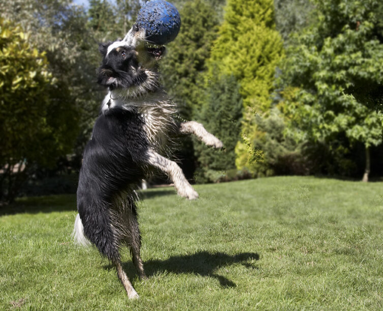 Ball, Border Collie, Collies, Dog, Dogs, Stinky