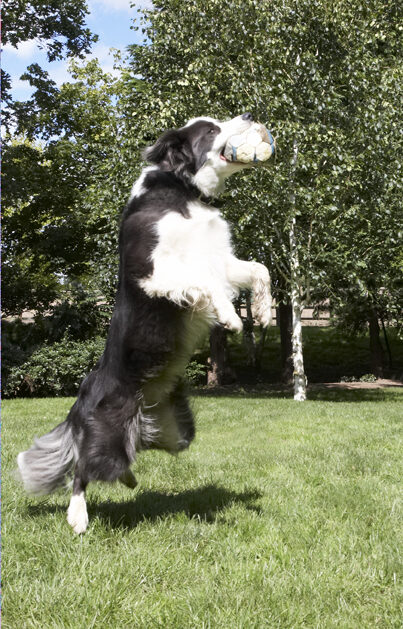 Border Collie, Collies, Dog, Dogs, Zima