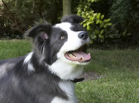 Border Collie, Collies, Dog, Dogs, Tongue, Zima