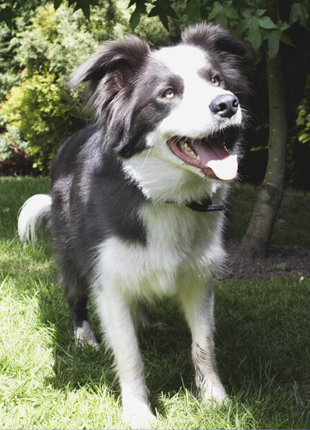 Border Collie, Collies, Dog, Dogs, Tongue, Zima
