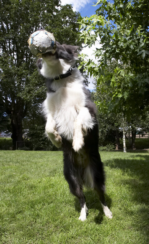 Ball, Border Collie, Collies, Dog, Dogs, Zima