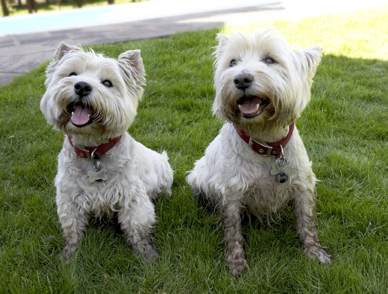 Dog, Dogs, Molly, Scruffy, Terriers, Tongue, West Highland Terrier