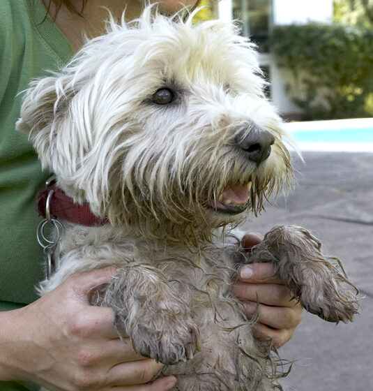 Dog, Dogs, Molly, Scruffy, Terriers, West Highland Terrier
