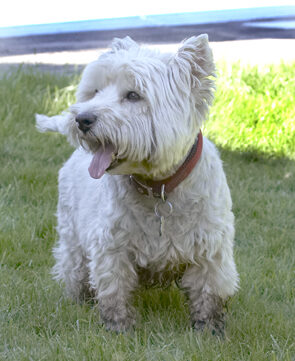 Dog, Dogs, Molly, Scruffy, Terriers, Tongue, West Highland Terrier