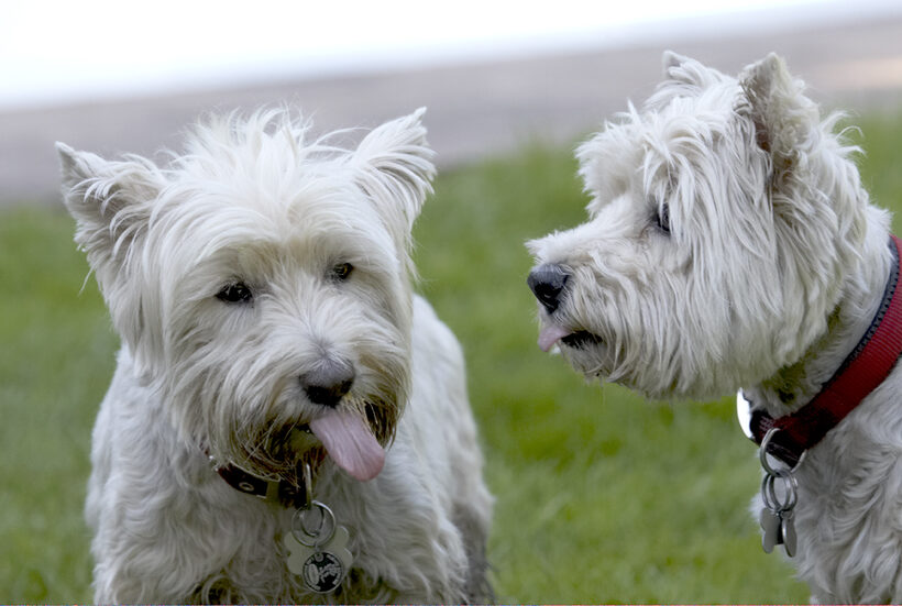 Dog, Dogs, Molly, Scruffy, Terriers, Tongue, West Highland Terrier