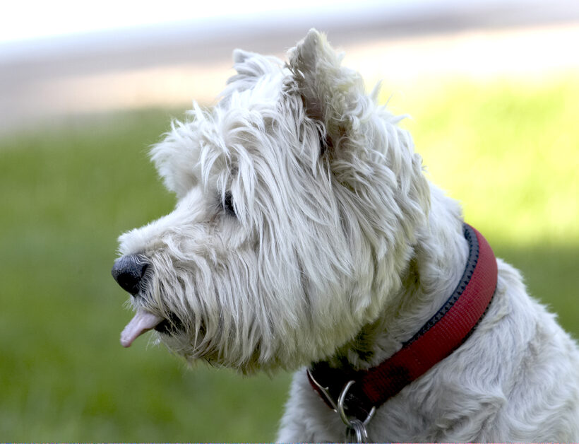 Dog, Dogs, Molly, Scruffy, Terriers, Tongue, West Highland Terrier