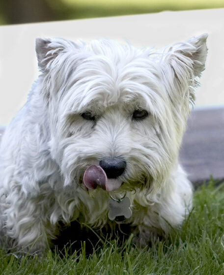 Dog, Dogs, Molly, Scruffy, Terriers, Tongue, West Highland Terrier