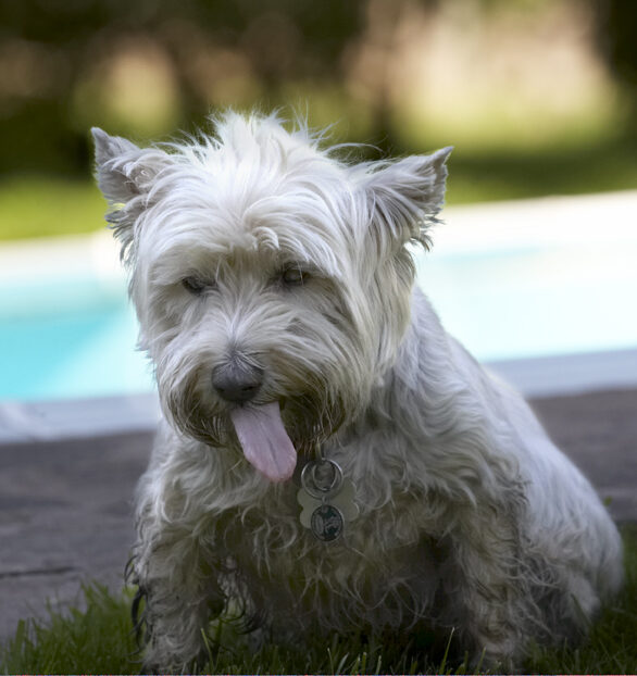Dog, Dogs, Molly, Scruffy, Terriers, Tongue, West Highland Terrier