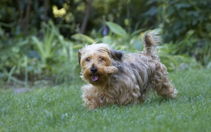 Dog, Dogs, Henry, Tongue, Wirehaired Miniature Daschund