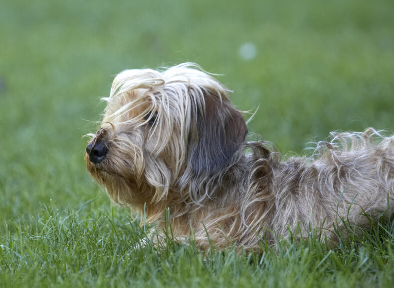 Dog, Dogs, Henry, Wirehaired Miniature Daschund