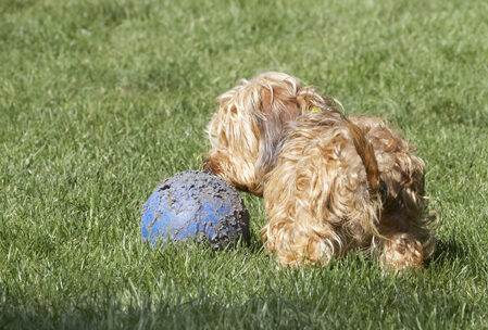 Dog, Dogs, Henry, Wirehaired Miniature Daschund