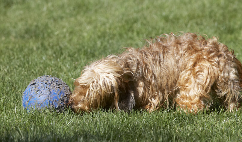 Dog, Dogs, Henry, Wirehaired Miniature Daschund