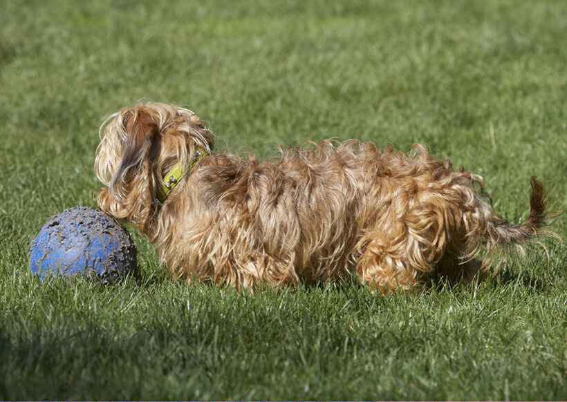 Dog, Dogs, Henry, Wirehaired Miniature Daschund