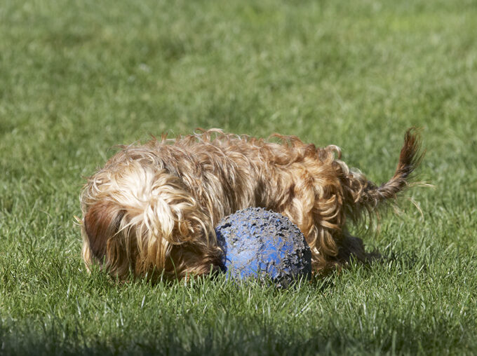 Dog, Dogs, Henry, Wirehaired Miniature Daschund