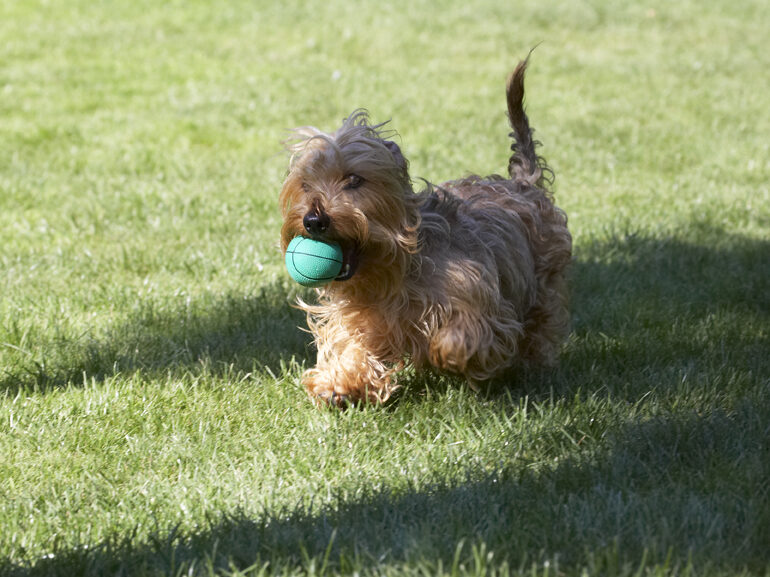 Dog, Dogs, Henry, Wirehaired Miniature Daschund