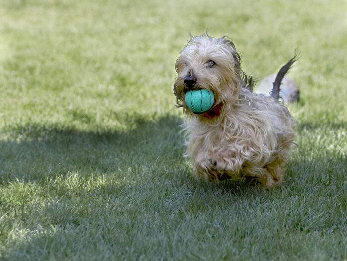 Dog, Dogs, Henry, Wirehaired Miniature Daschund
